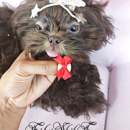 Girl 3 - Chocolate female Shih Tzu puppy in Ocala, Florida from Forbes Shih Tzu
