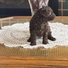 Rooster - Brown male Poodle puppy in Aberdeen, Minnesota from South Dakota Poodles