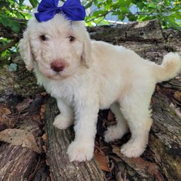 Labradoodle Puppies from Red Dirt Doodles