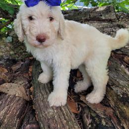 Labradoodle Puppies from Red Dirt Doodles