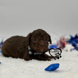 Tucker - Brown male Poodle puppy in Nashville, Arkansas from Cuddles n Curls