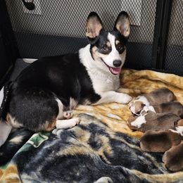 Pembroke Welsh Corgi and Saint Bernard Puppies from Middle Georgia Saints and Corgis