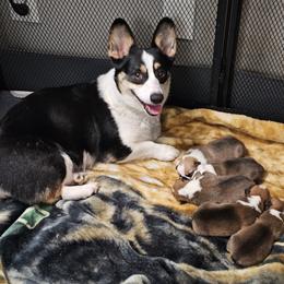 Pembroke Welsh Corgi and Saint Bernard Puppies from Middle Georgia Saints and Corgis