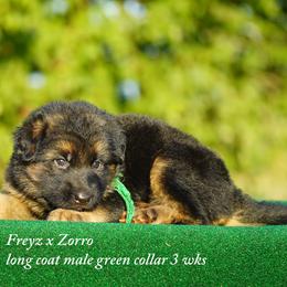 Green color male - Black and red male German Shepherd puppy in Chrisney, Indiana from Indiana German Shepherds