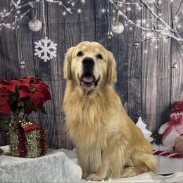 Wink - Golden Retriever