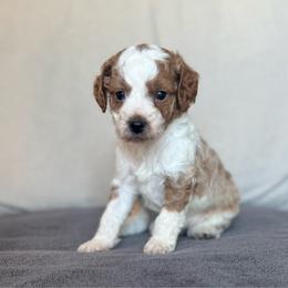 Ryder - Blenheim male Cavapoo puppy in Saint George, Utah from Fitzdoodles