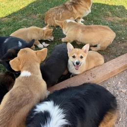 Girl 4 - Red female Pembroke Welsh Corgi puppy in Moulton, Alabama from Reed's Pembroke Corgi Welsh