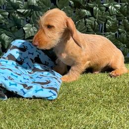 Duke - Red male Dachshund puppy in Norco, California from Norco dachshunds