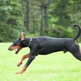 Doberman Pinscher puppies from Obsidian Kennel