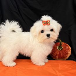 Lincoln - White male Maltese puppy in Mercer, Pennsylvania from Stone Ridge Maltese