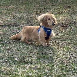 Royce - Cream male Dachshund puppy in Rhode Island from FOSTERS FRENCHIES and DACHSHUNDS