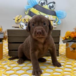 Purple - Chocolate female Labrador Retriever puppy in Heath Springs, South Carolina from Rich Hill Retrievers