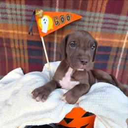 Black Jack - Chocolate male Great Dane puppy in Arpin, Wisconsin from Arpin Great Danes