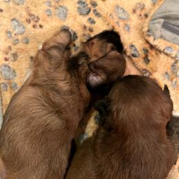 Puppy 4 - Red gold female Lhasa Apso puppy in Simpsonville, South Carolina from Tammy Privette