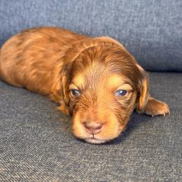 Winston- Shaded red dapple boy - Red male Dachshund puppy in North Auburn, California from Northern Doxie