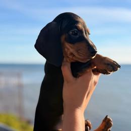 Light pink collar - Black and tan female Dachshund puppy in Lemon Grove, California from GMZ Doxies SD