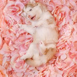 Pomsky Puppies from Southpaw Pomskies