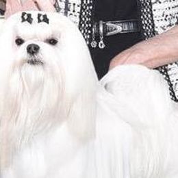 Reign - Maltese