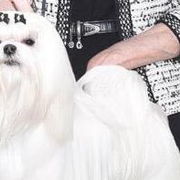 Reign - Maltese