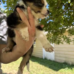 Border Collie Puppies from Athena’s Collies