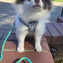 Pomeranian, Pomsky, and Siberian Husky Puppies from Pine and Sea Pomskies