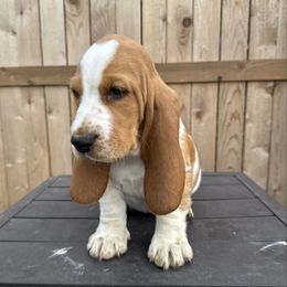 Puppy-1 - Red and white male Basset Hound puppy in Inman, Nebraska from Sandhill Hounds of Nebraska