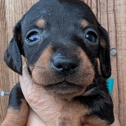 Dachshunds from Hill Top Dachshunds