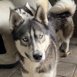 K.O - Siberian Husky
