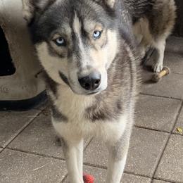K.O - Siberian Husky