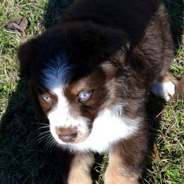 Tango - Red tri-color male Australian Shepherd puppy in Marshall, Texas from Flying S Aussies