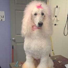 Mina - Poodle