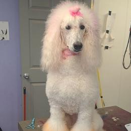 Mina - Poodle