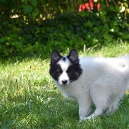 Brennan - male Nenets Herding Laika puppy in Manns Choice, Pennsylvania from Mystic Winds Kennel