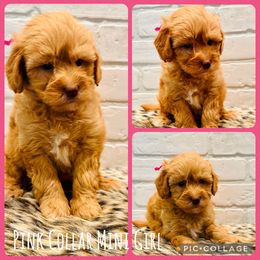 Purple Collar Girl - Apricot female Goldendoodle puppy in San Augustine, Texas from Vintage Doodles