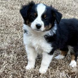 Jackson - Black tri male Miniature Australian Shepherd puppy in Howe, Oklahoma from Tonia Johnson's Toy and Miniature Australian Shepherds