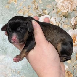 Girl 1 - Sable female Cavapoo puppy in Coshocton, Ohio from Forever Family Puppies