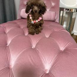 Brownie (tiny toy tcup) - Brown female Poodle puppy in Fredericktown, Missouri from Doodle Pups Fur-Ever