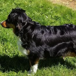 Miniature American Shepherds from Darling Aussies