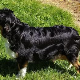 Miniature American Shepherds from Darling Aussies