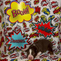 Daredevil - Red tri-color male Miniature American Shepherd puppy in Thomasville, North Carolina from TaraFox Miniature American Shepherds