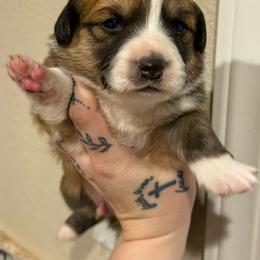 Flopsy- Full fluffy - Red male Pembroke Welsh Corgi puppy in Aberdeen, Washington from Coastal country Farms