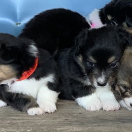 Pembroke Welsh Corgi Puppies from 3B Corgis