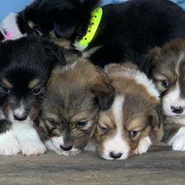 Pembroke Welsh Corgi Puppies from 3B Corgis