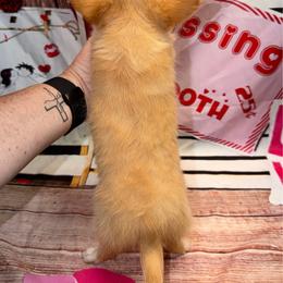 Bowie - Red and white male Chihuahua puppy in Palmyra, Indiana from Country Star Chihuahuas