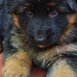 Pink - Black and red female German Shepherd puppy in Bradley County, Tennessee from Chestuee German Shepherd