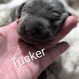 Tucker - Blue male Weimaraner puppy in Evart, Michigan from Drehbar Weimaraners