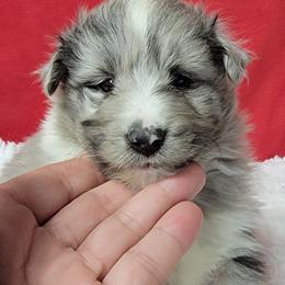 Baby Joe - White blue merle male Shetland Sheepdog puppy in Conway, Missouri from Brooks's little darlings