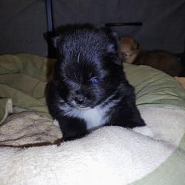 Beauty - Black female Pomeranian puppy in Albany, New York from K&A Little Wonder's