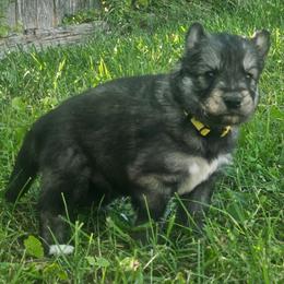 Echo - Agouti and white male Siberian Husky puppy in Louisville, Kentucky from Wild Hunt Huskies