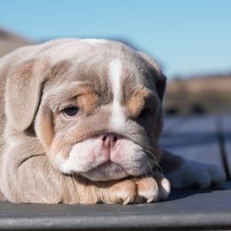 Boxer, Bulldog, and French Bulldog Puppies from Hillview Kennels